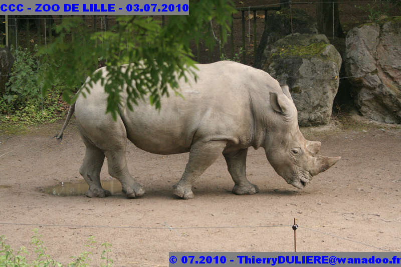 VISITE DU ZOO DE LILLE - SAMEDI 3 JUILLET 2010 - Page 2 CCC%20-%20VICITE%20DU%20ZOO%20DE%20LILLE%20-%2003.07.2010%20-%200154