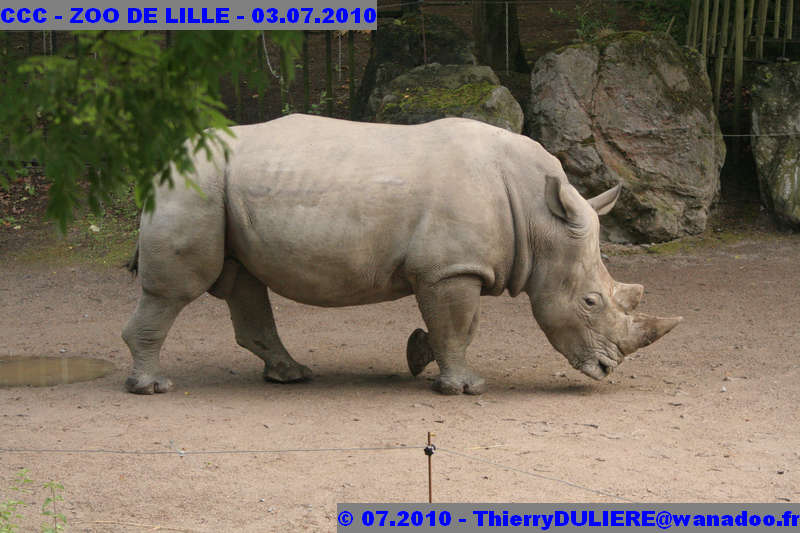 VISITE DU ZOO DE LILLE - SAMEDI 3 JUILLET 2010 - Page 2 CCC%20-%20VICITE%20DU%20ZOO%20DE%20LILLE%20-%2003.07.2010%20-%200155