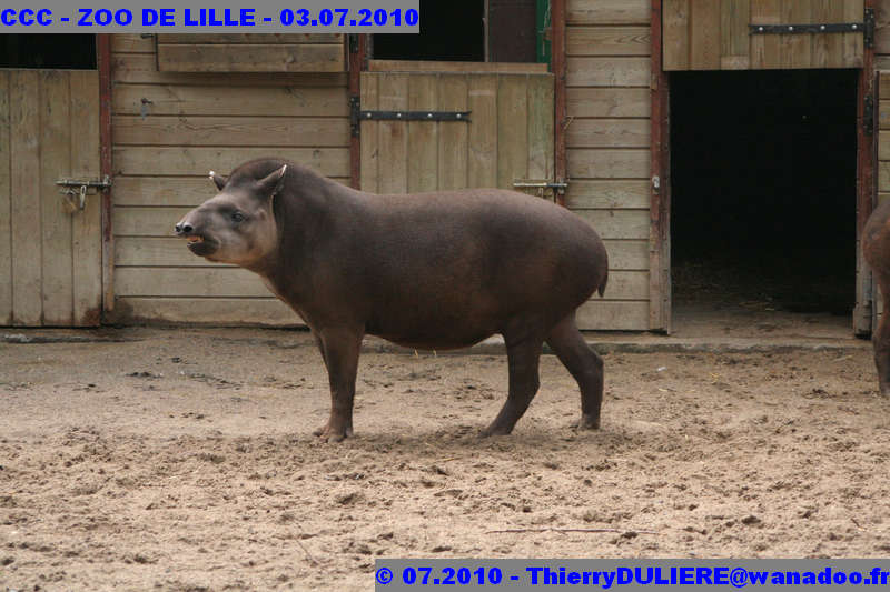 VISITE DU ZOO DE LILLE - SAMEDI 3 JUILLET 2010 - Page 2 CCC%20-%20VICITE%20DU%20ZOO%20DE%20LILLE%20-%2003.07.2010%20-%200160