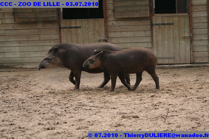 VISITE DU ZOO DE LILLE - SAMEDI 3 JUILLET 2010 - Page 2 CCC%20-%20VICITE%20DU%20ZOO%20DE%20LILLE%20-%2003.07.2010%20-%200163