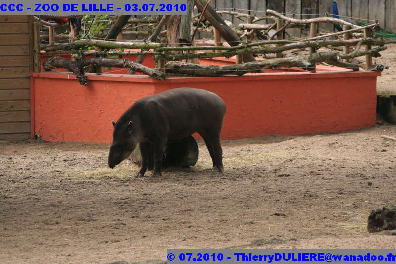 VISITE DU ZOO DE LILLE - SAMEDI 3 JUILLET 2010 - Page 2 CCC%20-%20VICITE%20DU%20ZOO%20DE%20LILLE%20-%2003.07.2010%20-%200164