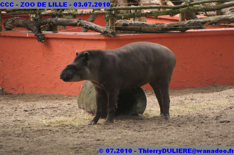 VISITE DU ZOO DE LILLE - SAMEDI 3 JUILLET 2010 - Page 2 CCC%20-%20VICITE%20DU%20ZOO%20DE%20LILLE%20-%2003.07.2010%20-%200165