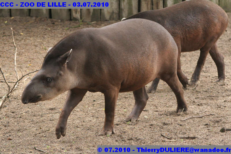 VISITE DU ZOO DE LILLE - SAMEDI 3 JUILLET 2010 - Page 2 CCC%20-%20VICITE%20DU%20ZOO%20DE%20LILLE%20-%2003.07.2010%20-%200174