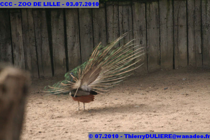 VISITE DU ZOO DE LILLE - SAMEDI 3 JUILLET 2010 - Page 2 CCC%20-%20VICITE%20DU%20ZOO%20DE%20LILLE%20-%2003.07.2010%20-%200176