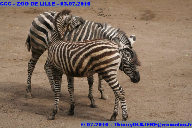 VISITE DU ZOO DE LILLE - SAMEDI 3 JUILLET 2010 - Page 2 CCC%20-%20VICITE%20DU%20ZOO%20DE%20LILLE%20-%2003.07.2010%20-%200178