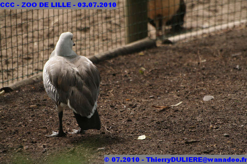 VISITE DU ZOO DE LILLE - SAMEDI 3 JUILLET 2010 - Page 2 CCC%20-%20VICITE%20DU%20ZOO%20DE%20LILLE%20-%2003.07.2010%20-%200180