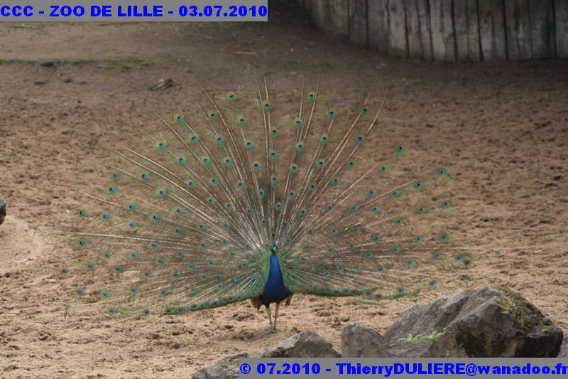 VISITE DU ZOO DE LILLE - SAMEDI 3 JUILLET 2010 - Page 2 CCC%20-%20VICITE%20DU%20ZOO%20DE%20LILLE%20-%2003.07.2010%20-%200199