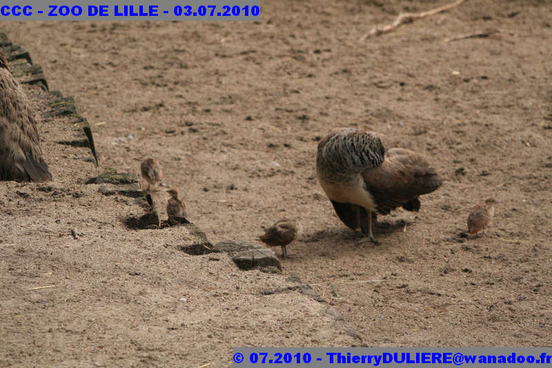 VISITE DU ZOO DE LILLE - SAMEDI 3 JUILLET 2010 - Page 2 CCC%20-%20VICITE%20DU%20ZOO%20DE%20LILLE%20-%2003.07.2010%20-%200217