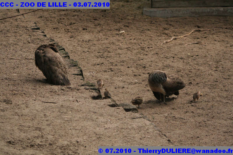 VISITE DU ZOO DE LILLE - SAMEDI 3 JUILLET 2010 - Page 2 CCC%20-%20VICITE%20DU%20ZOO%20DE%20LILLE%20-%2003.07.2010%20-%200218