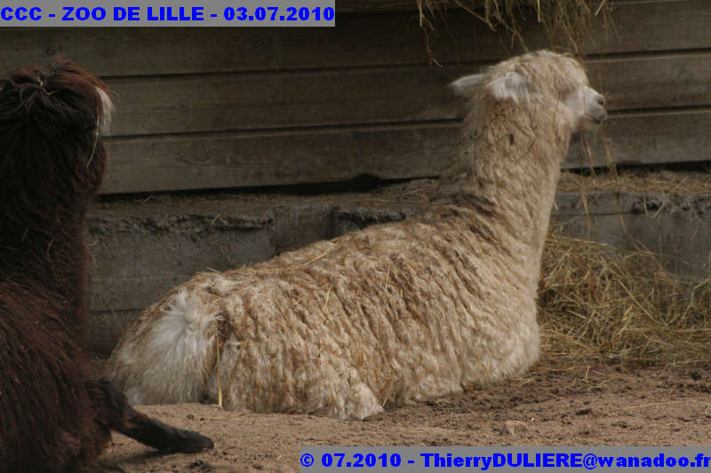 VISITE DU ZOO DE LILLE - SAMEDI 3 JUILLET 2010 - Page 2 CCC%20-%20VICITE%20DU%20ZOO%20DE%20LILLE%20-%2003.07.2010%20-%200227