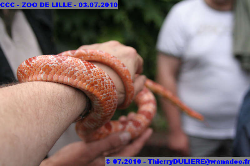 VISITE DU ZOO DE LILLE - SAMEDI 3 JUILLET 2010 - Page 2 CCC%20-%20VICITE%20DU%20ZOO%20DE%20LILLE%20-%2003.07.2010%20-%200238