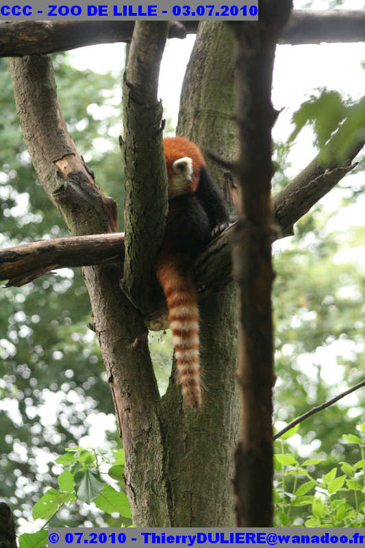 VISITE DU ZOO DE LILLE - SAMEDI 3 JUILLET 2010 - Page 2 CCC%20-%20VICITE%20DU%20ZOO%20DE%20LILLE%20-%2003.07.2010%20-%200250