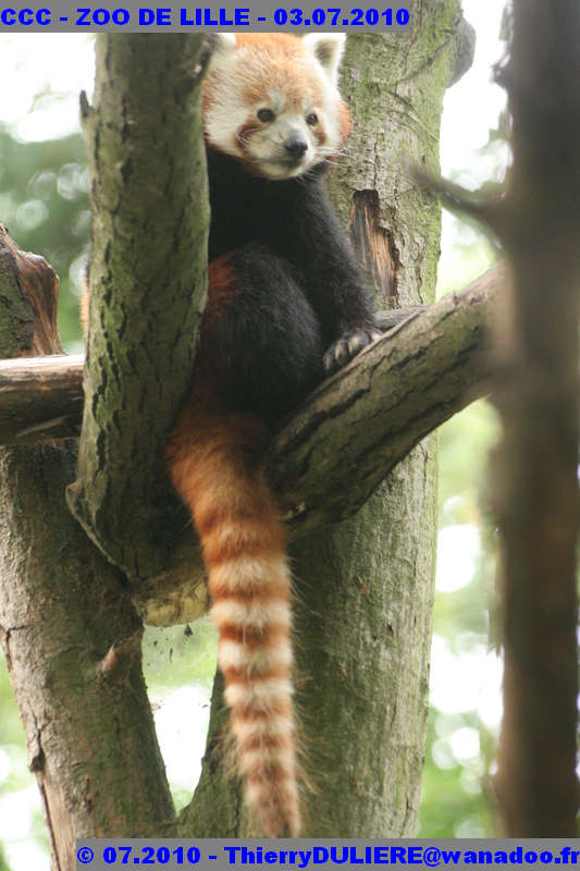 VISITE DU ZOO DE LILLE - SAMEDI 3 JUILLET 2010 - Page 2 CCC%20-%20VICITE%20DU%20ZOO%20DE%20LILLE%20-%2003.07.2010%20-%200254