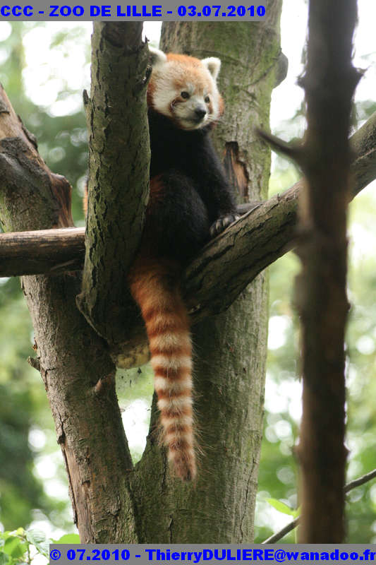 VISITE DU ZOO DE LILLE - SAMEDI 3 JUILLET 2010 - Page 2 CCC%20-%20VICITE%20DU%20ZOO%20DE%20LILLE%20-%2003.07.2010%20-%200256