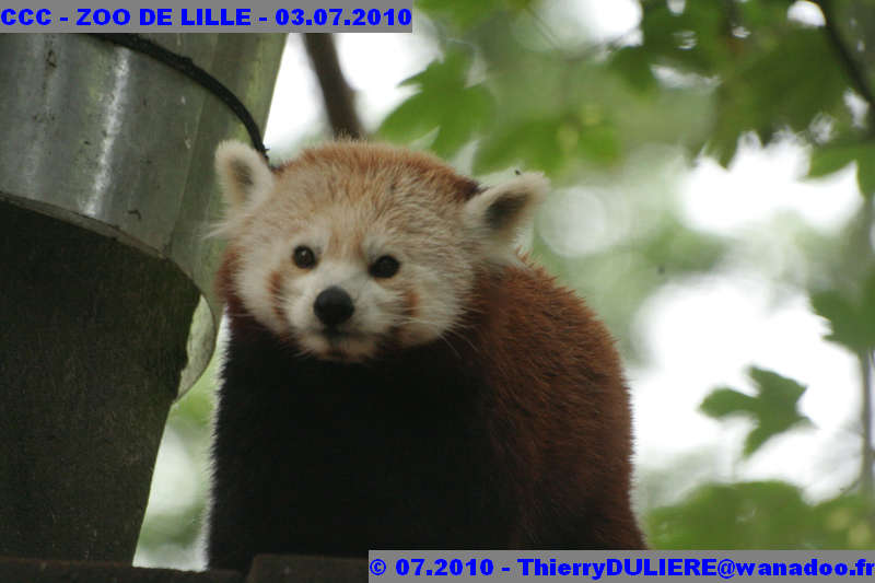 VISITE DU ZOO DE LILLE - SAMEDI 3 JUILLET 2010 - Page 2 CCC%20-%20VICITE%20DU%20ZOO%20DE%20LILLE%20-%2003.07.2010%20-%200258