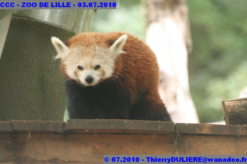 VISITE DU ZOO DE LILLE - SAMEDI 3 JUILLET 2010 - Page 2 CCC%20-%20VICITE%20DU%20ZOO%20DE%20LILLE%20-%2003.07.2010%20-%200262