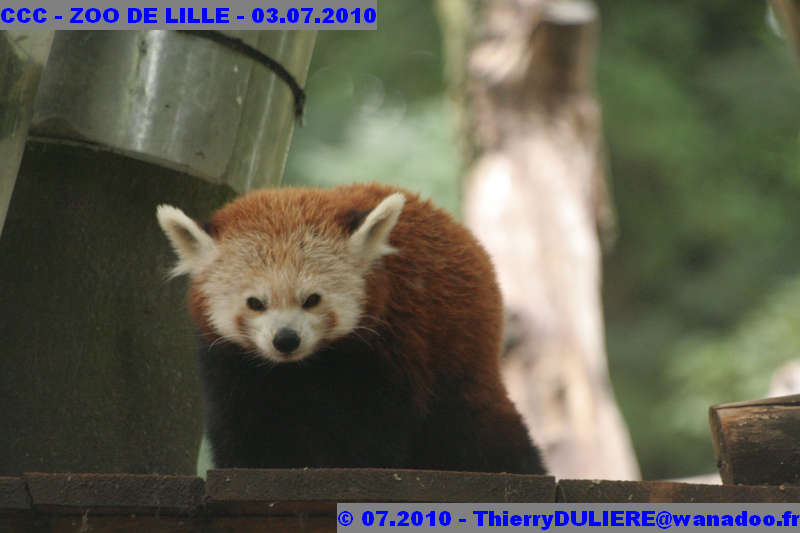 VISITE DU ZOO DE LILLE - SAMEDI 3 JUILLET 2010 - Page 2 CCC%20-%20VICITE%20DU%20ZOO%20DE%20LILLE%20-%2003.07.2010%20-%200263