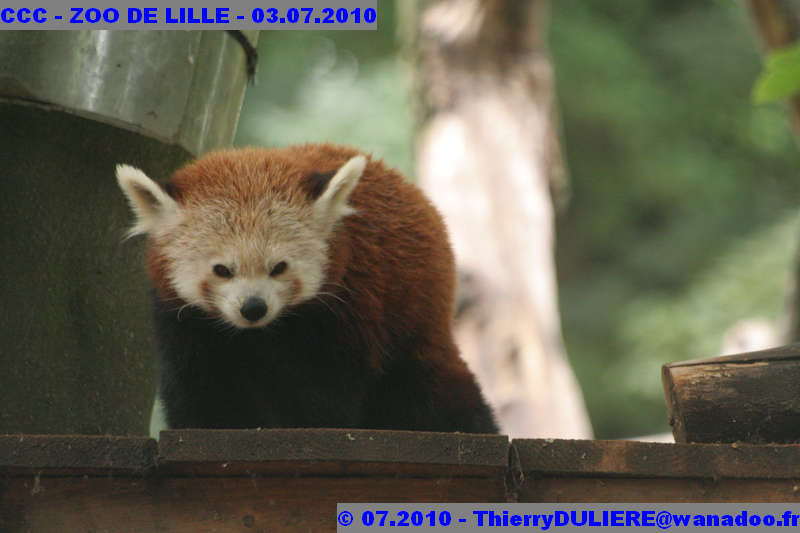 VISITE DU ZOO DE LILLE - SAMEDI 3 JUILLET 2010 - Page 2 CCC%20-%20VICITE%20DU%20ZOO%20DE%20LILLE%20-%2003.07.2010%20-%200264