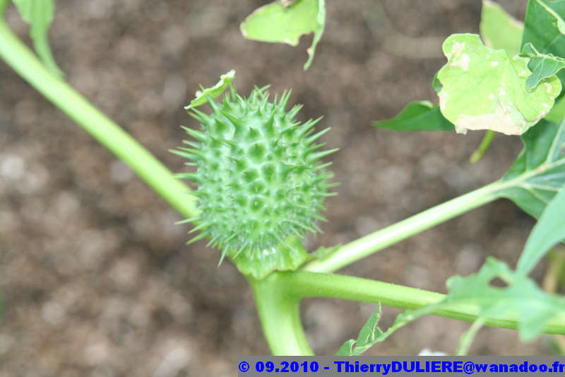 PLANTES IDENTIFIEES et A IDENTIFIER DATURA%20STRAMONIUM%20-%20005