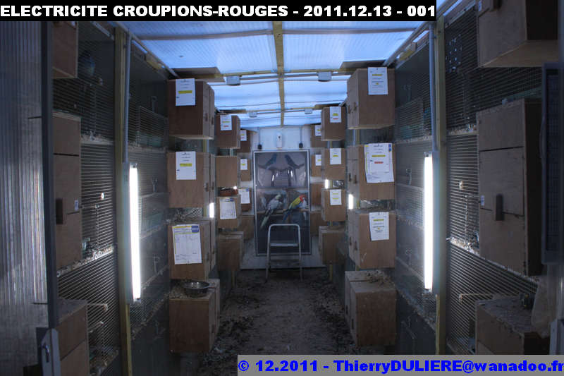 SAISON D'ELEVAGE 2012 - DUDULE - Page 3 ELECTRICITE%20CROUPIONS-ROUGES%20-%202011.12.13%20-%20001