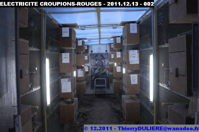 SAISON D'ELEVAGE 2012 - DUDULE - Page 3 ELECTRICITE%20CROUPIONS-ROUGES%20-%202011.12.13%20-%20002