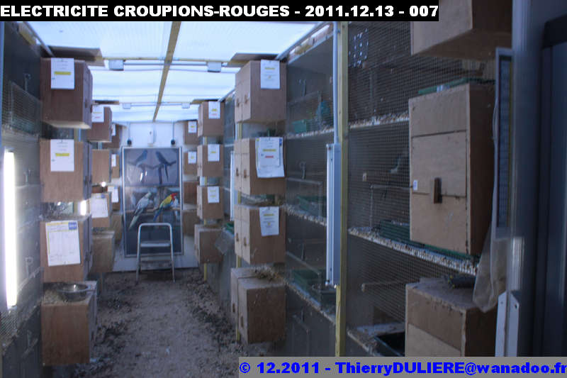 SAISON D'ELEVAGE 2012 - DUDULE - Page 3 ELECTRICITE%20CROUPIONS-ROUGES%20-%202011.12.13%20-%20007