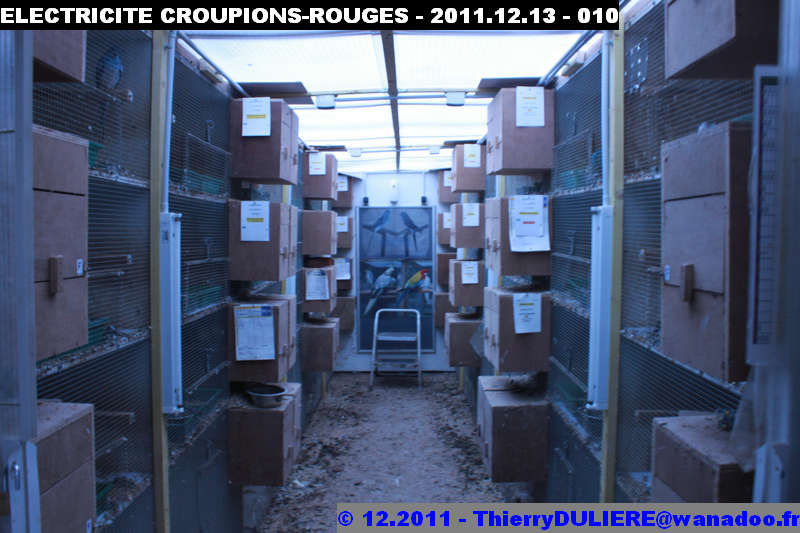 SAISON D'ELEVAGE 2012 - DUDULE - Page 3 ELECTRICITE%20CROUPIONS-ROUGES%20-%202011.12.13%20-%20010