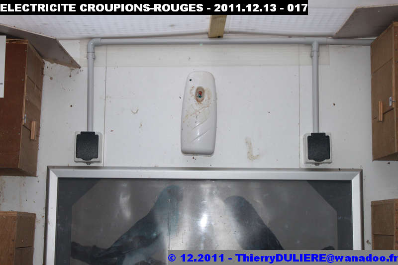 SAISON D'ELEVAGE 2012 - DUDULE - Page 3 ELECTRICITE%20CROUPIONS-ROUGES%20-%202011.12.13%20-%20017