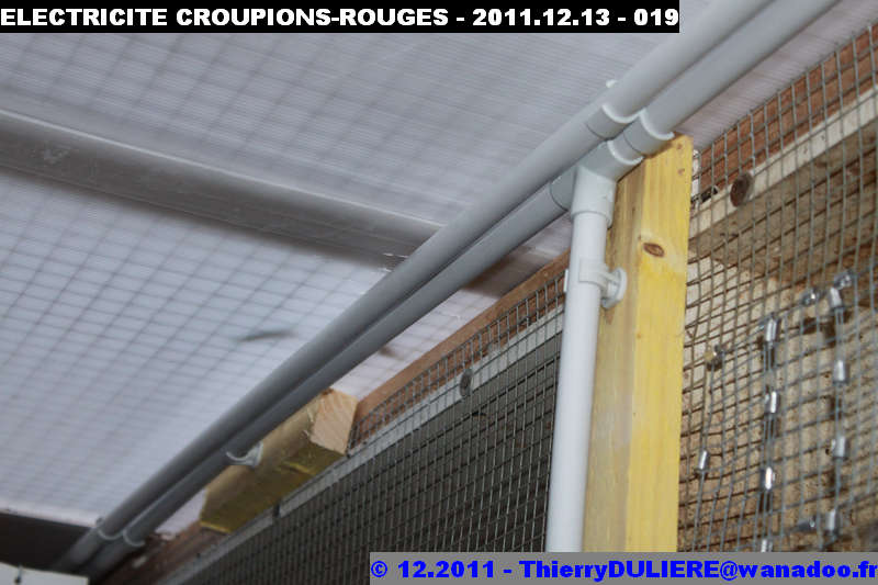 SAISON D'ELEVAGE 2012 - DUDULE - Page 3 ELECTRICITE%20CROUPIONS-ROUGES%20-%202011.12.13%20-%20019