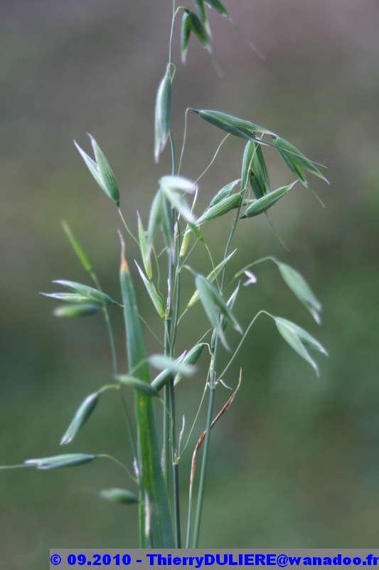 PLANTES IDENTIFIEES et A IDENTIFIER FOLLE%20AVOINE%20-%20002