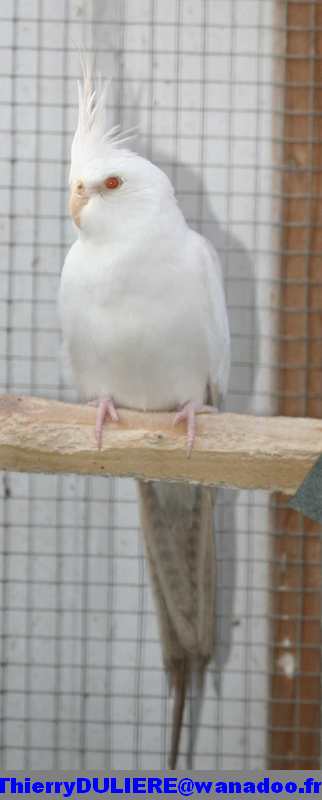 FALLOW-CENDRÉ FACE-BLANCHE vs BRONZE-FALLOW FACE-BLANCHE M%20BF%20FB%201