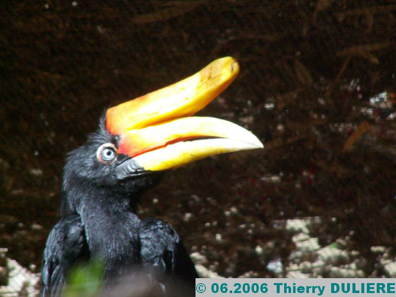 ZOOPARK DE BEAUVAL - JUIN 2006 PICT4370