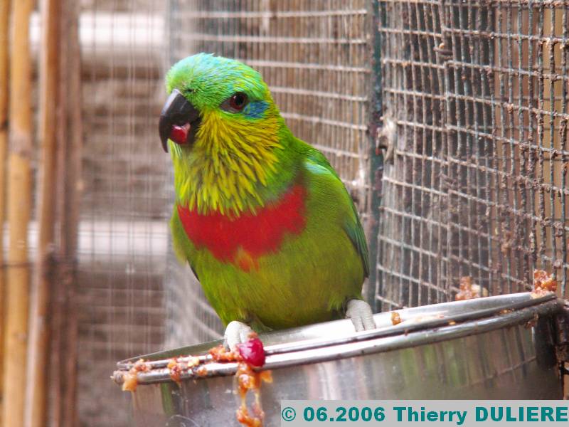 ZOOPARK DE BEAUVAL - JUIN 2006 PICT4398