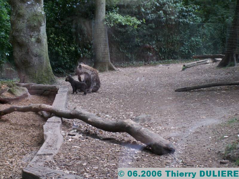 ZOOPARK DE BEAUVAL - JUIN 2006 PICT4416