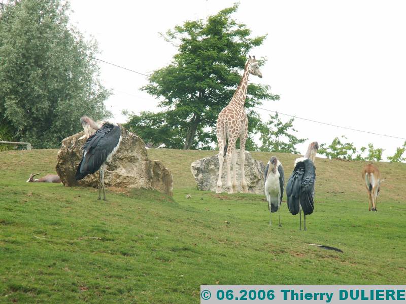 ZOOPARK DE BEAUVAL - JUIN 2006 PICT4433