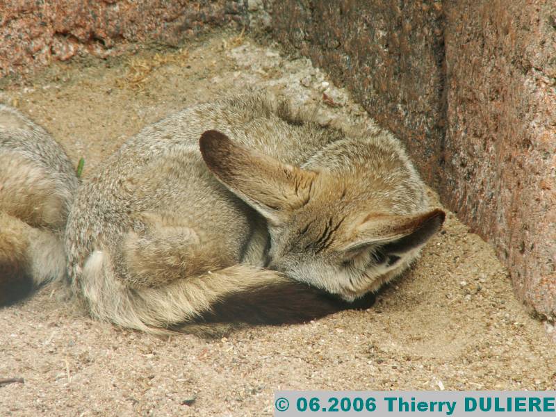 ZOOPARK DE BEAUVAL - JUIN 2006 PICT4449