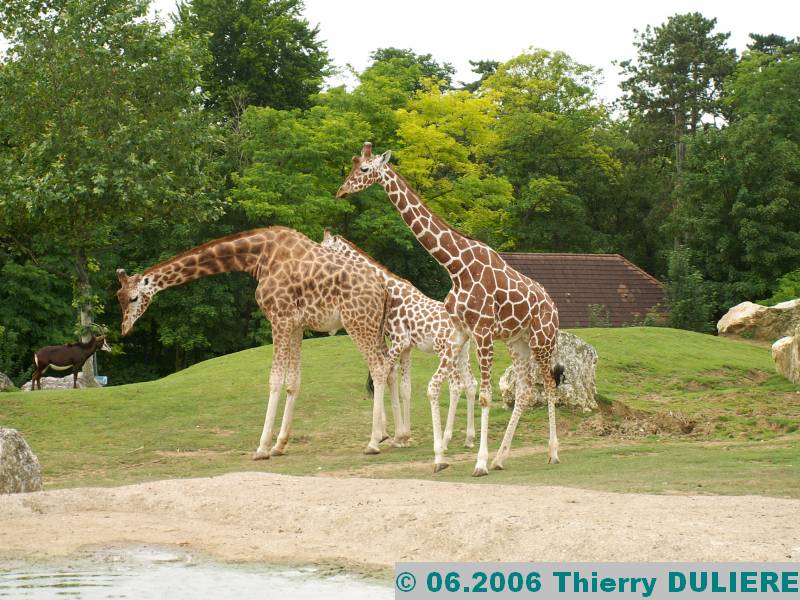 ZOOPARK DE BEAUVAL - JUIN 2006 PICT4452