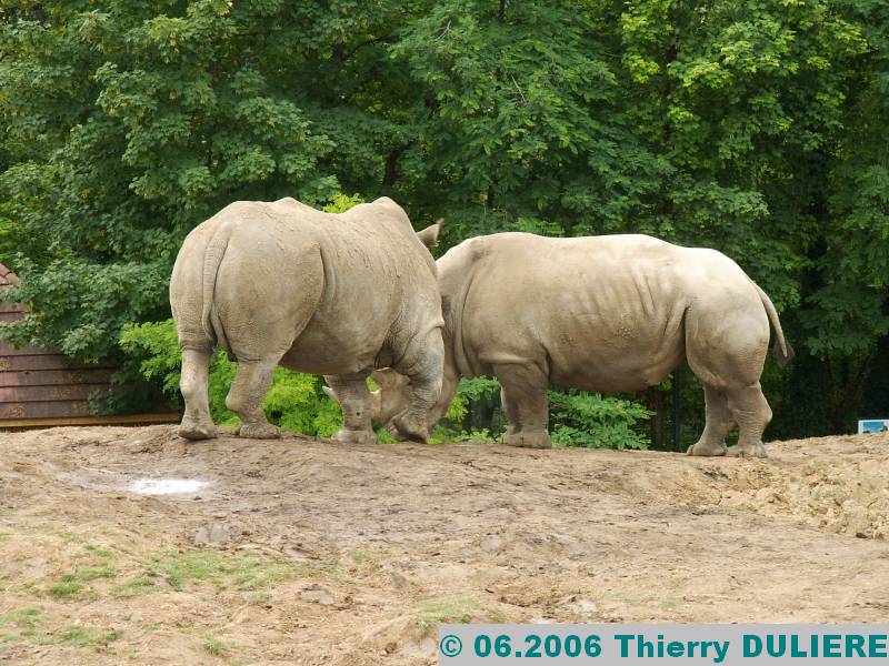 ZOOPARK DE BEAUVAL - JUIN 2006 PICT4462