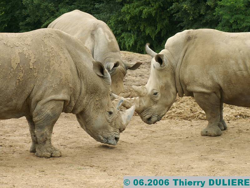 ZOOPARK DE BEAUVAL - JUIN 2006 PICT4469