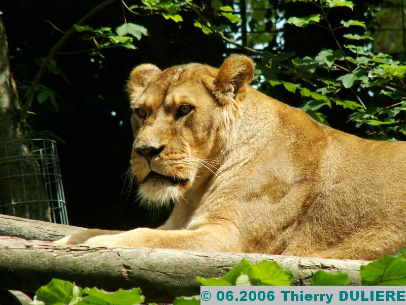 ZOOPARK DE BEAUVAL - JUIN 2006 PICT4486