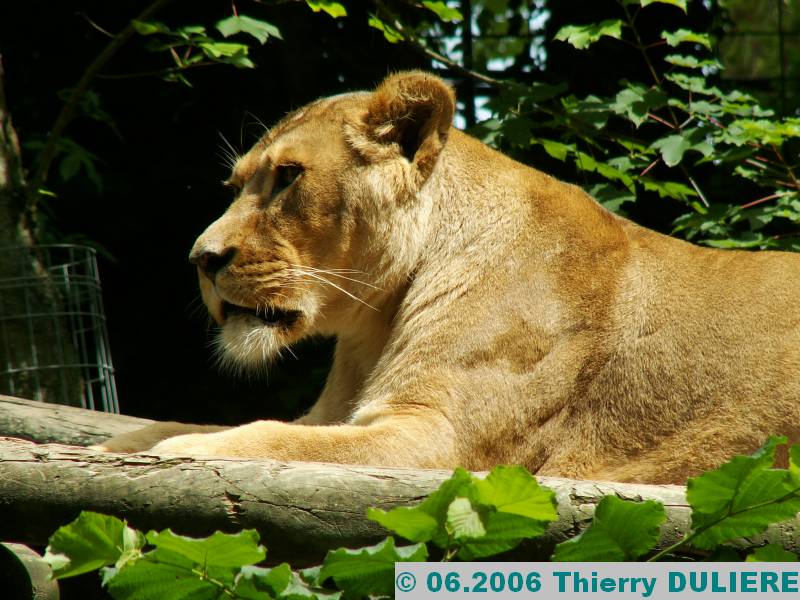 ZOOPARK DE BEAUVAL - JUIN 2006 PICT4487