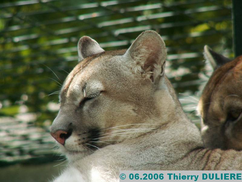 ZOOPARK DE BEAUVAL - JUIN 2006 PICT4491