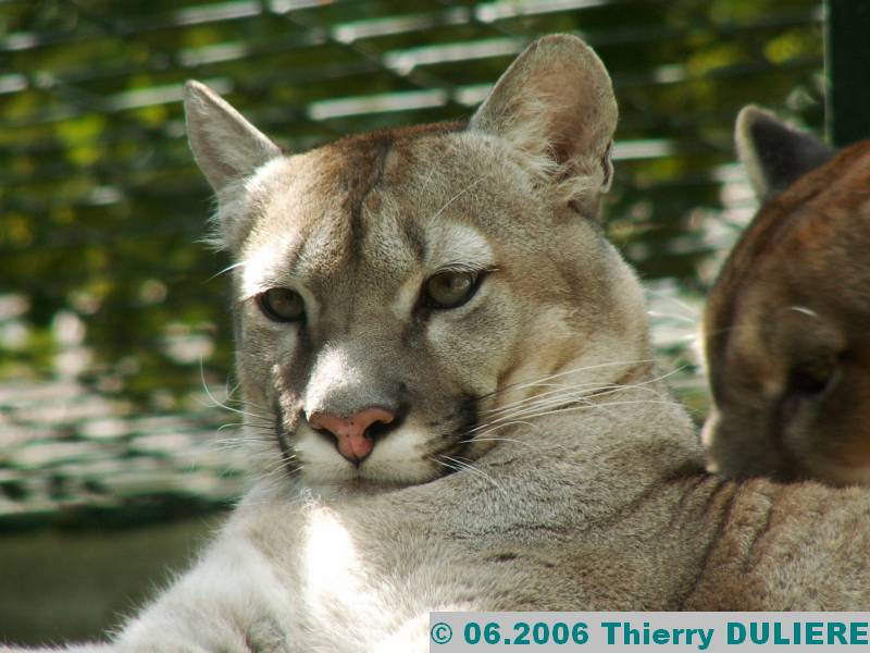 ZOOPARK DE BEAUVAL - JUIN 2006 PICT4492