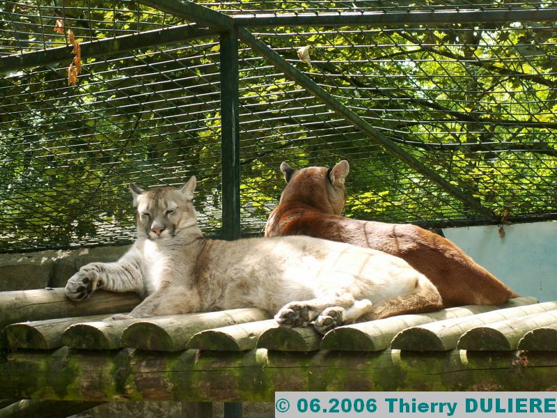 ZOOPARK DE BEAUVAL - JUIN 2006 PICT4493