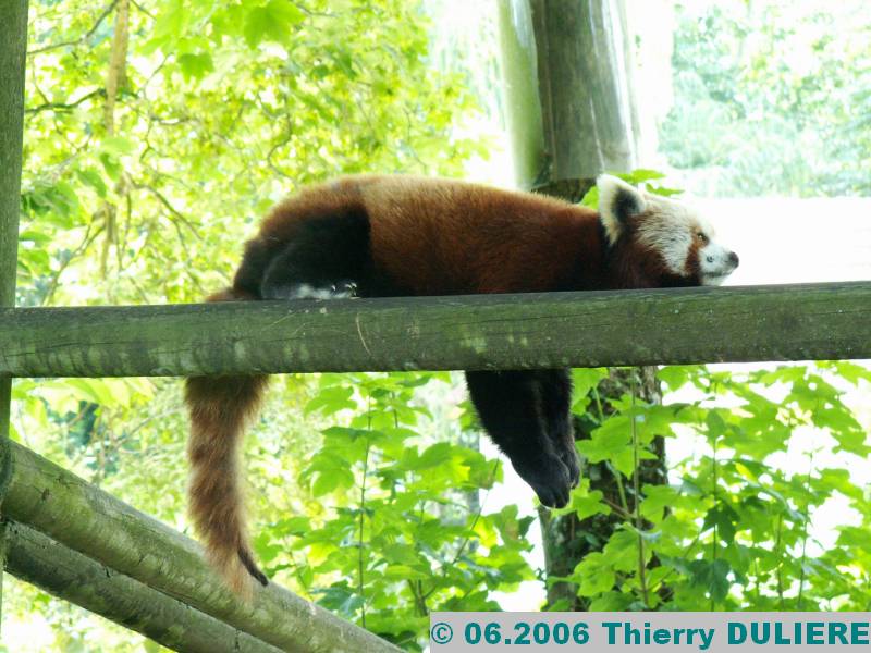 ZOOPARK DE BEAUVAL - JUIN 2006 PICT4510