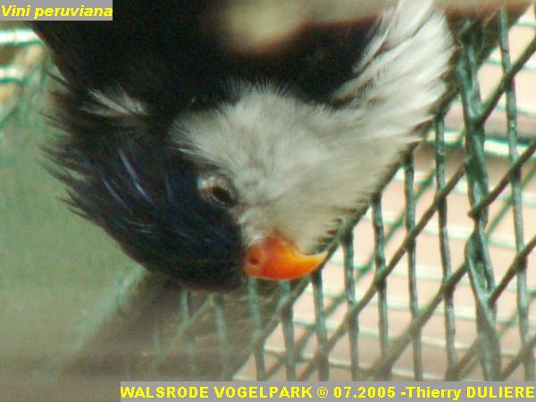 WALSRODE VOGELPARK - ALLEMAGNE - Voyage PF 2005 PICT6984