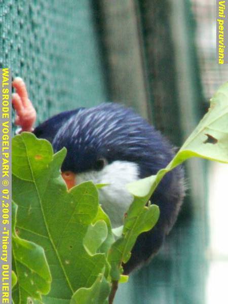 WALSRODE VOGELPARK - ALLEMAGNE - Voyage PF 2005 PICT7028