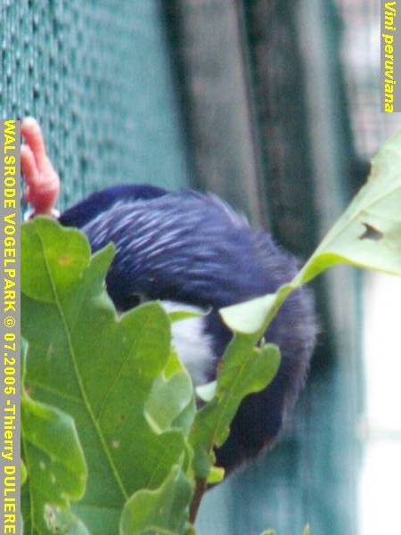 WALSRODE VOGELPARK - ALLEMAGNE - Voyage PF 2005 PICT7030