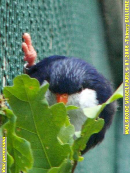 WALSRODE VOGELPARK - ALLEMAGNE - Voyage PF 2005 PICT7031