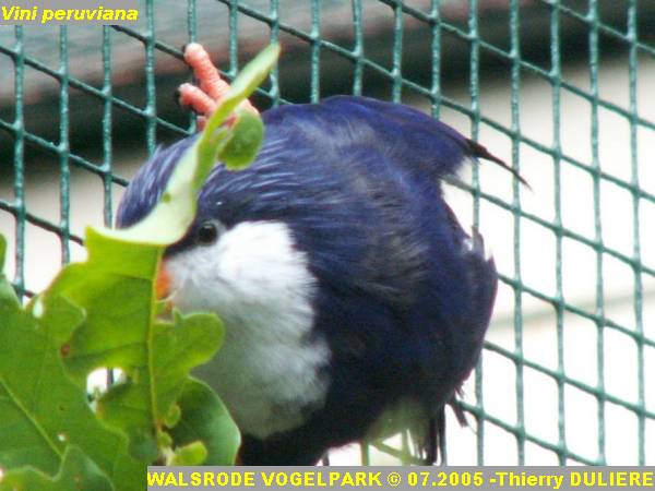 WALSRODE VOGELPARK - ALLEMAGNE - Voyage PF 2005 PICT7034